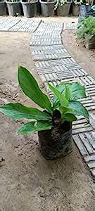 MAAN ORGANIC FARMS Costus igneus, commonly known as insulin plant ...