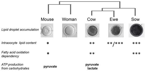 A Comparative Analysis of Oocyte Development in Mammals