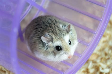 Hamster Breeds List