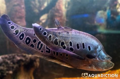 Clown Featherback Knifefish - Chitala ornata Fish Profile & Care Guide