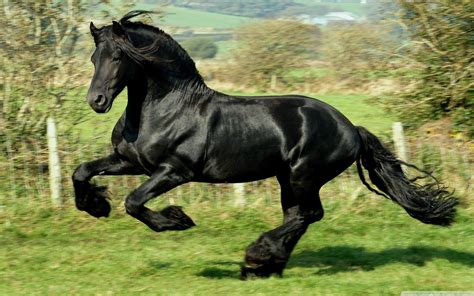 Black Horse Wallpaper ·① WallpaperTag