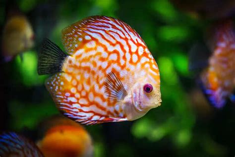 Do Fish Really Sleep? Their Quietest Secret Revealed