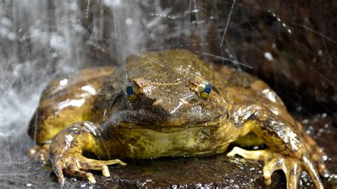 Goliath Frog | San Diego Zoo Animals & Plants