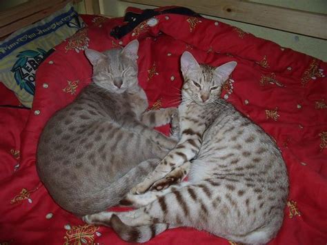 Rarität Superhübsche Ocicat Kitten in remscheid | Tiere | Kleinanzeigen