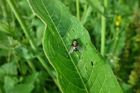 Fly Insect 的图像结果