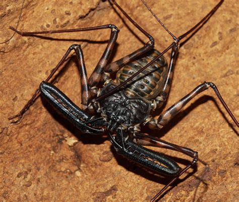Scorpion, Arthropods, Insects