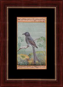 Be You Mughal Period Bird of Common grackle Indian Miniature Painting ...