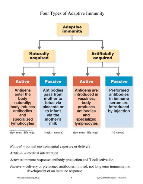 Image result for Two Types of Adaptive Immunity