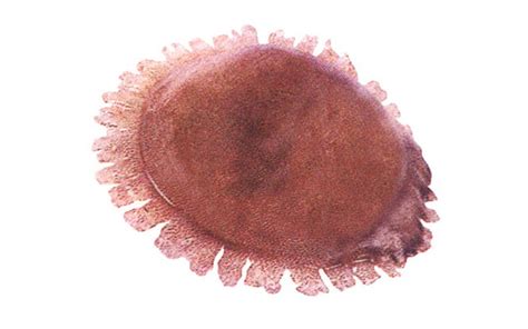 Alga Group of companies