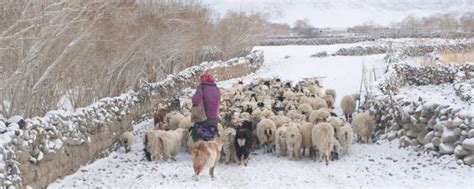 The Ladakhi Women's Collective At The Edge Of Slow Fashion And Quiet ...