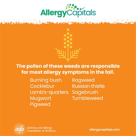 Causes of Fall Allergy Symptoms and What You Can Do About Them | Asthma and Allergy Foundation ...