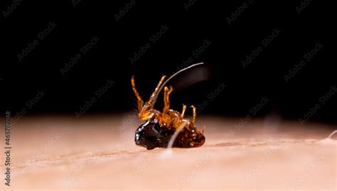 Flea 的图像结果