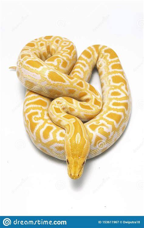 Image result for Yellow Albino Python Drawing