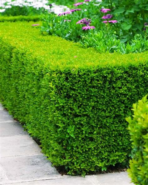 Image result for Pool Tree System