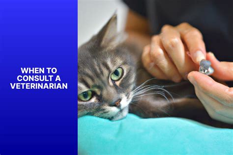 How To Deworm Farm Cats at William Gainey blog