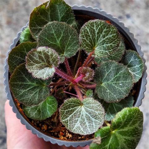 Strawberry Begonia Care: How To Grow Saxifraga Stolonifera