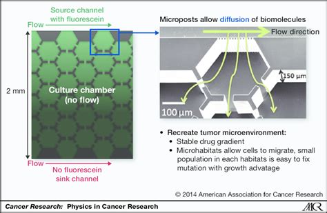 Image result for Microhabitat Examples
