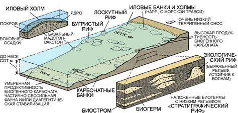 Литология. Мелководно-морские карбонатные отложения