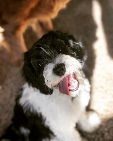 Maxi Cockapoo 的图像结果