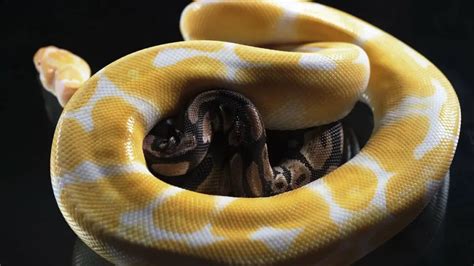 Image result for Albino Ball Python