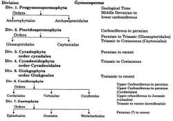 Classification of Gymnosperms - Botany Optional for UPSC PDF Download