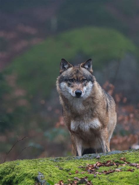 Mutated Animals From Radiation Chernobyl Dogs Are Rapidly Evolving In