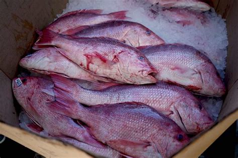 Image result for Tropical Snapper