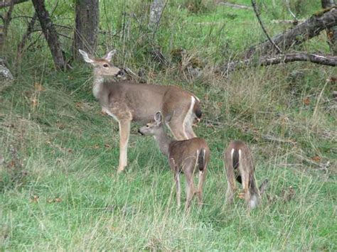ZooLex Image - Blacktail Deer
