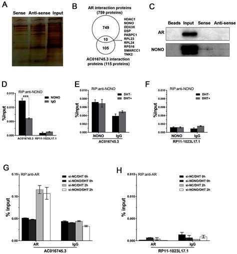 AC016745.3 Regulates the Transcription of AR Target Genes by ...