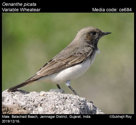 Oenanthe picata (Blyth, 1847) - Variable Wheatear | Birds
