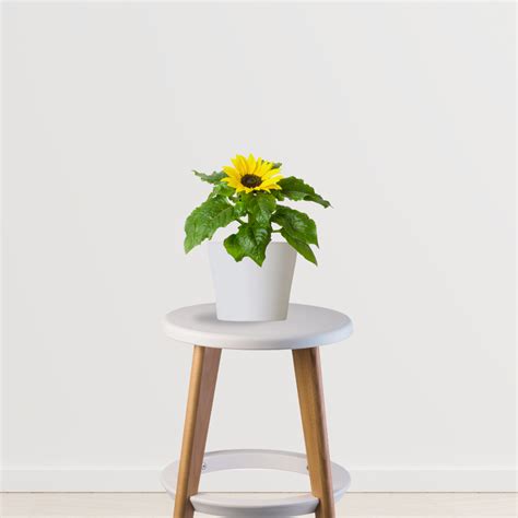 Sunflower Plant – Gardengram