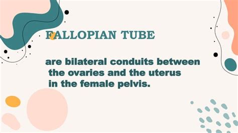 Image result for Reproductive System Grade 10