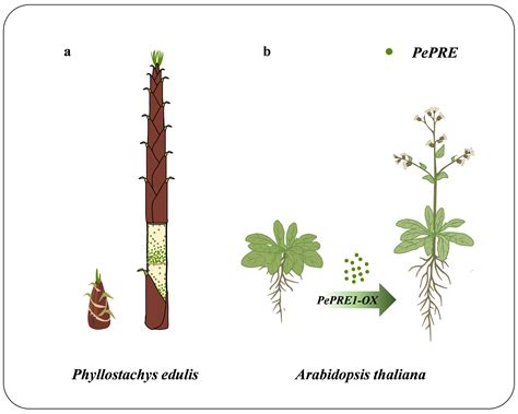 Identification and Characterization of PRE Genes in Moso Bamboo ...