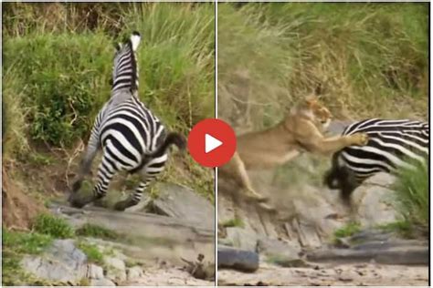 Sherni Aur Zebra Ka Video: जंगल में शिकार के लिए जेब्रा के पीछे पड़ गई ...