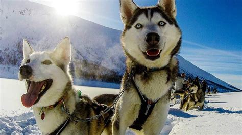 Senja Husky Adventure | Family Activities | Vangsvik | Norway