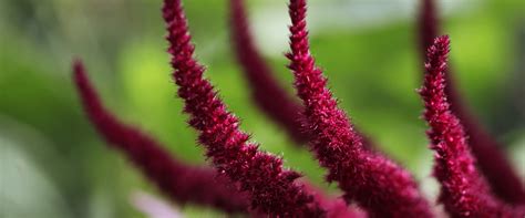 Amaranth: The Immortal Grain & Its Remarkable Nutritional Benefits ...