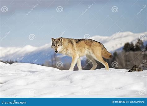Tundra Wolf. Canis Lupus Albus Also Known As The Turukhan Wolf Royalty ...