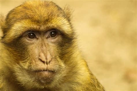 Image result for Laughing Tree Frog