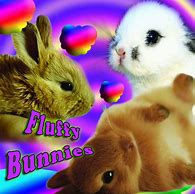 Image result for Fluffy Dwarf Bunnies