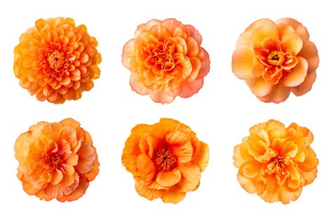 Selection of various orange color flowers isolated on a transparent ...