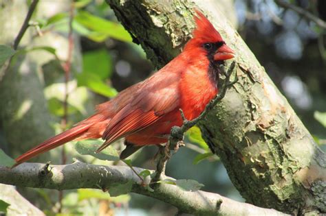 Kentucky State Bird - Kentucky Cardinal