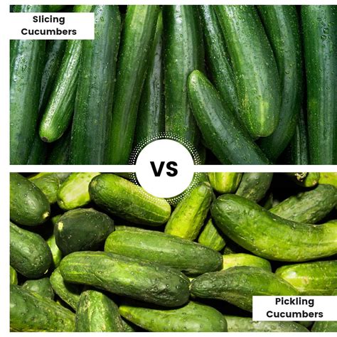 Types Of Cucumbers For Pickling at Nicholas Heaton blog