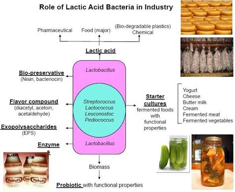 Biotechnology Bacteria 的图像结果