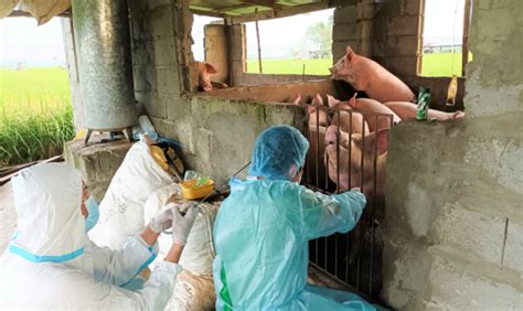 Image result for ASF Testing