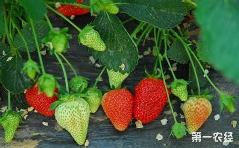 草莓种植不开花怎么办？促进草莓花芽分化的技术要点介绍 - 种植技术 - 第一农经网