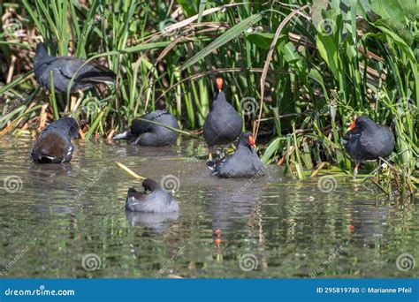 A Group of Gray Common Moorhens Spraying Water and Preening Stock Photo - Image of bird ...