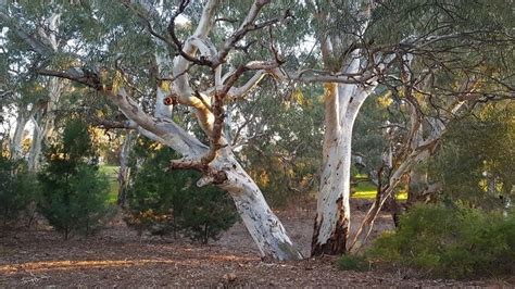 Max Amber Sportsfield 的图像结果