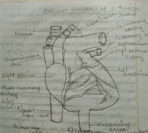 10rh class sci notes on structure of human heart and importance of ...