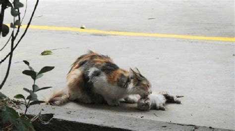 3只流浪猫被高处丢下，全部惨死，居民纷纷谴责