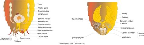 Reproduction in Cockroach 的图像结果